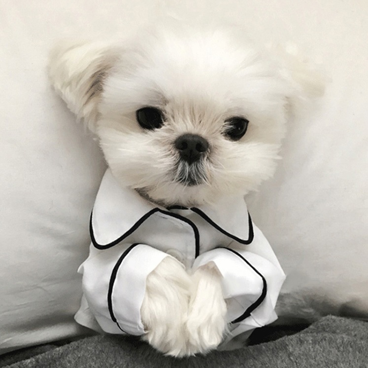 veste de pyjama blanche pour chien1