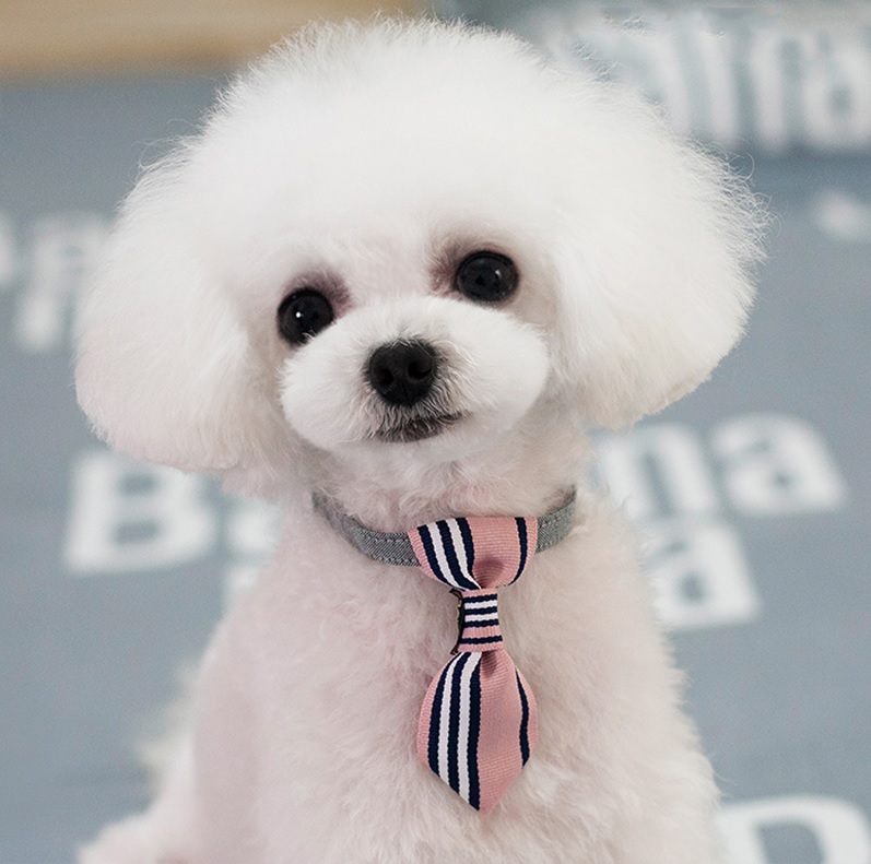 cravate rose pour chien 1