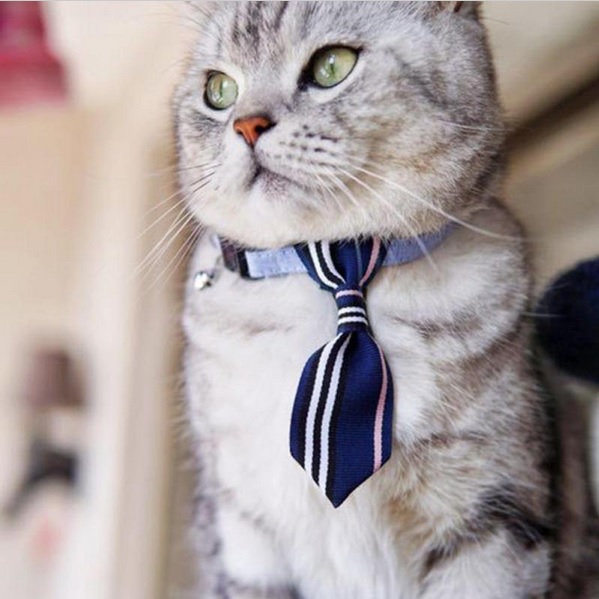 Cravate et vêtement pour chien, chiot et chat- cravate cinema