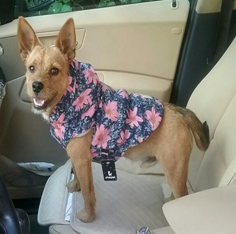 manteau à fleurs roses pour chien