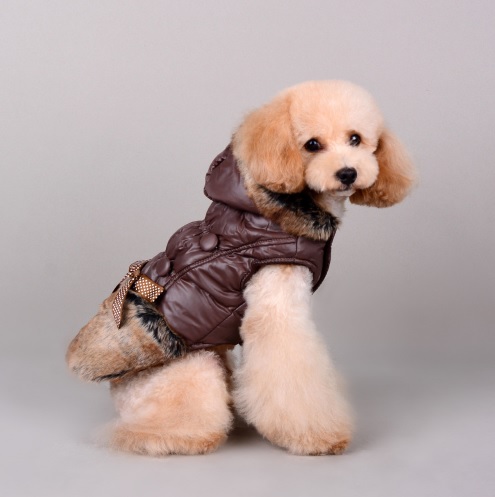 manteau marron pour chien