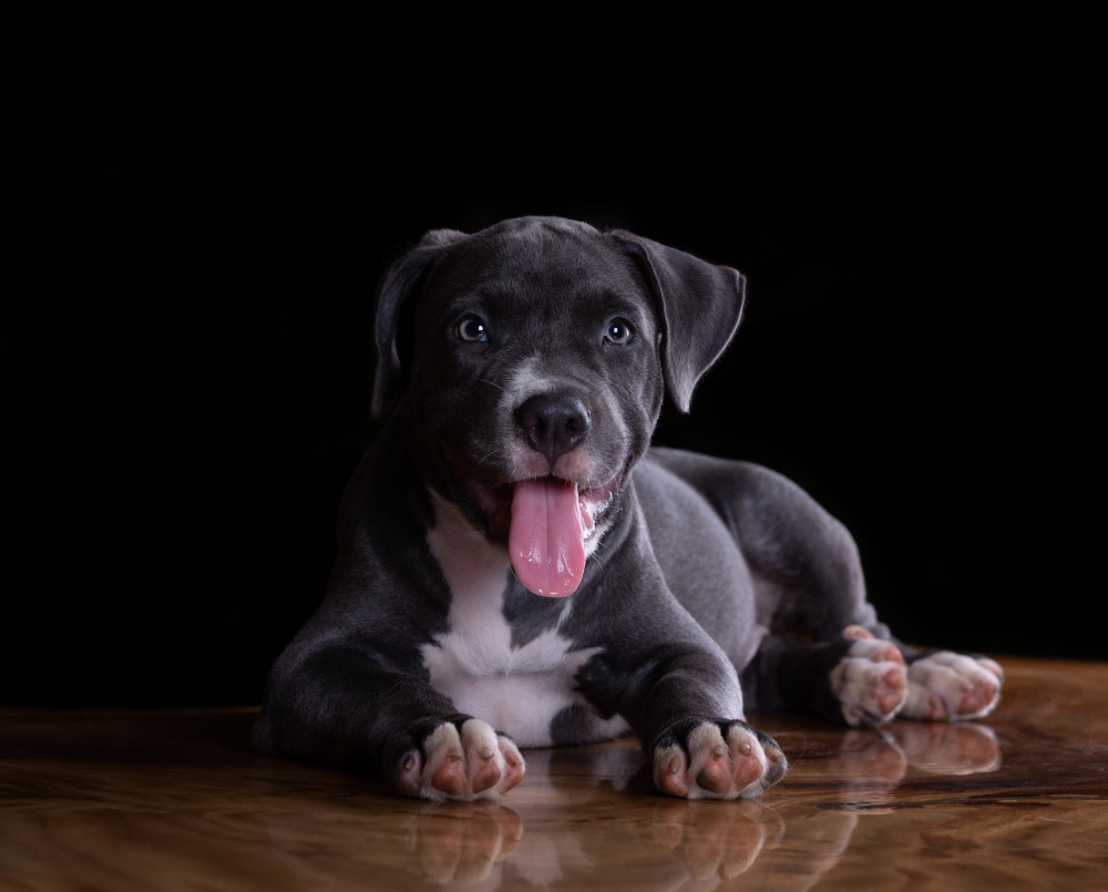 chiot american staffordshire terrier table