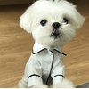 veste de pyjama blanche pour chien