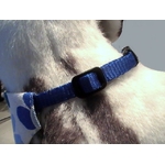 bandana-bleu-pour-chien-2