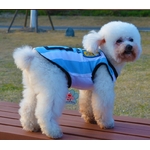 t-shirt-de-foot-pour-chien-argentine1