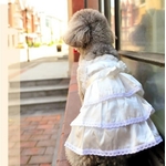 robe de mariée pour chien
