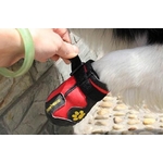 chaussures de sport pour chien rouge 1