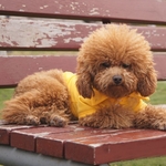 t-shirt pour chien jaune