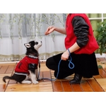 manteau jogging blouson rouge pour chien 1