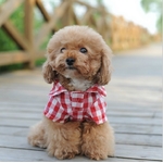chemise à carreaux rouge pour chien