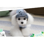 casquette marine pour chien 1