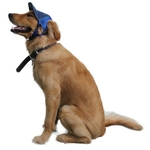 casquette bleue pour grand chien 3