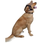 casquette marron pour grand chien 1