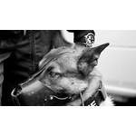 muselière de frappe pour chien policier