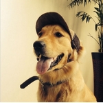 casquette en velours marron pour chien