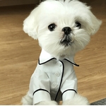 veste de pyjama blanche pour chien