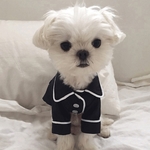 veste de pyjama noire pour chien