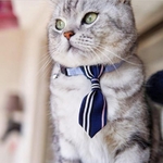 cravate bleue marine pour chat