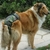 culotte hygiénique camouflage pour grand chien