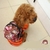 sac-a-dos-marron-pour-chien