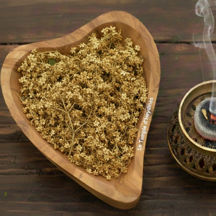 fleur-de-sureau-25-grammes-boutique-esoterique-en-ligne-le-temple-d-heydines