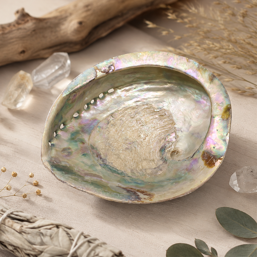 coquille-abalone-ormeau-xl-16-centimetre-boutique-esoterique-en-ligne-le-temple-d-heydines