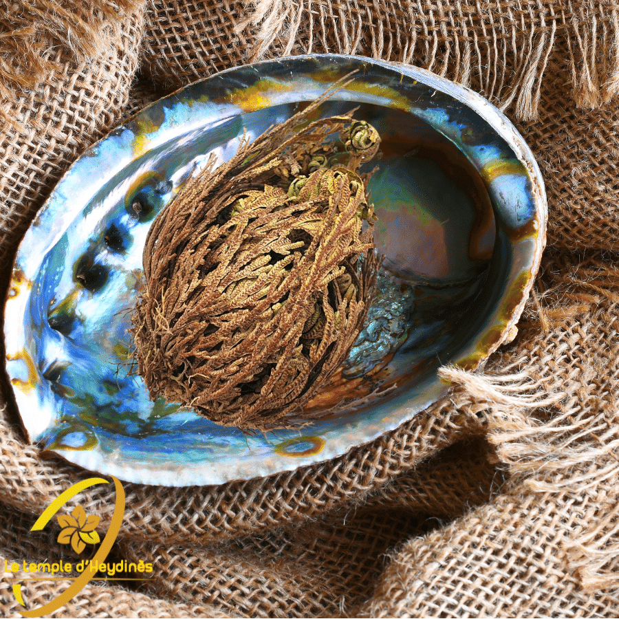 rose-de-jericho-boutique-esoterique-le-temple-d-heydines