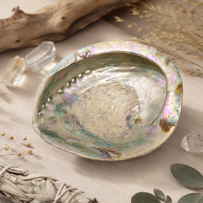 coquille-abalone-ormeau-xl-16-centimetre-boutique-esoterique-en-ligne-le-temple-d-heydines