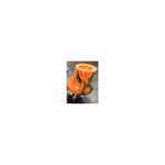 Drip Tip 510 Trumpet - Señor Drip Tip