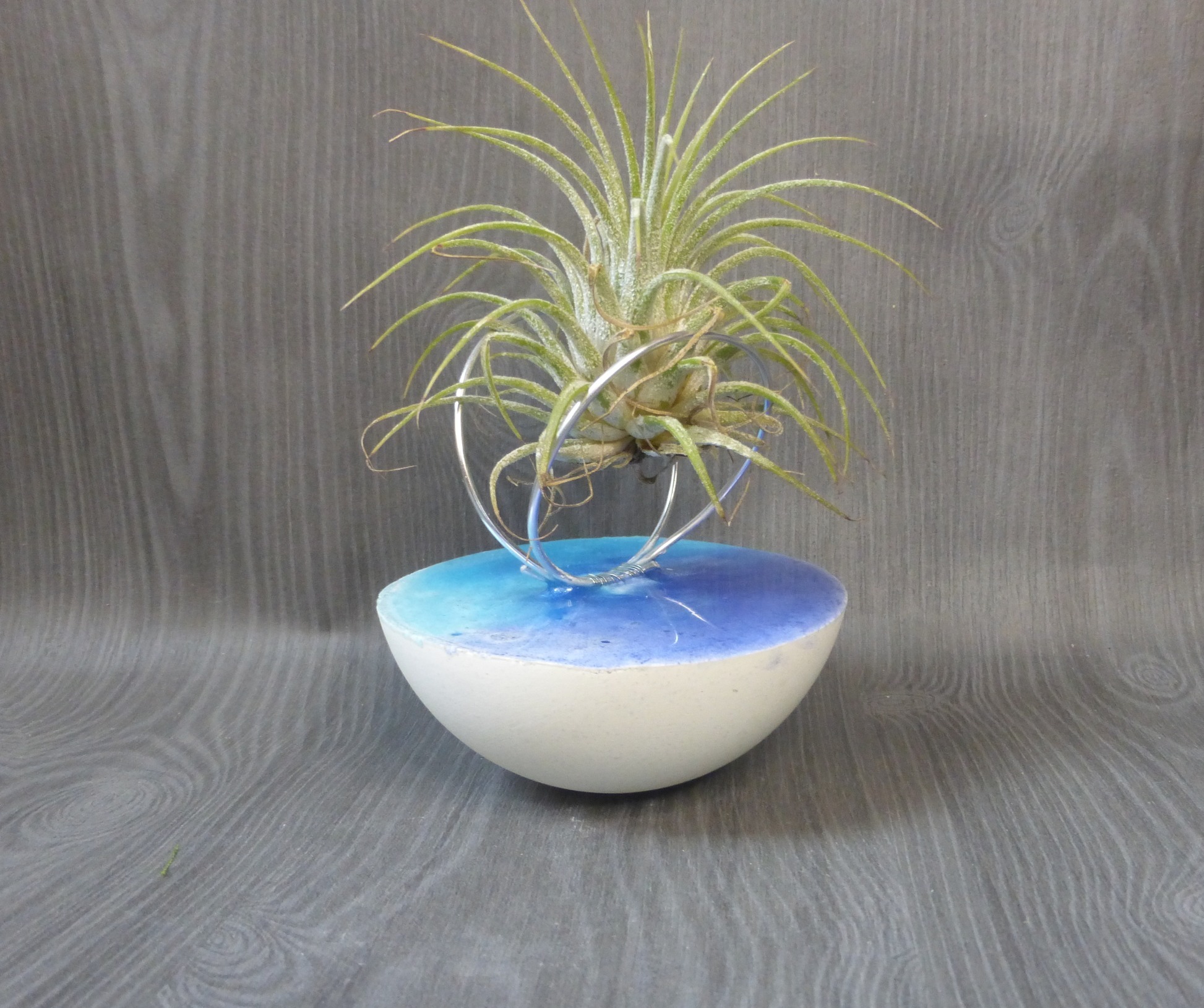support tillandsia