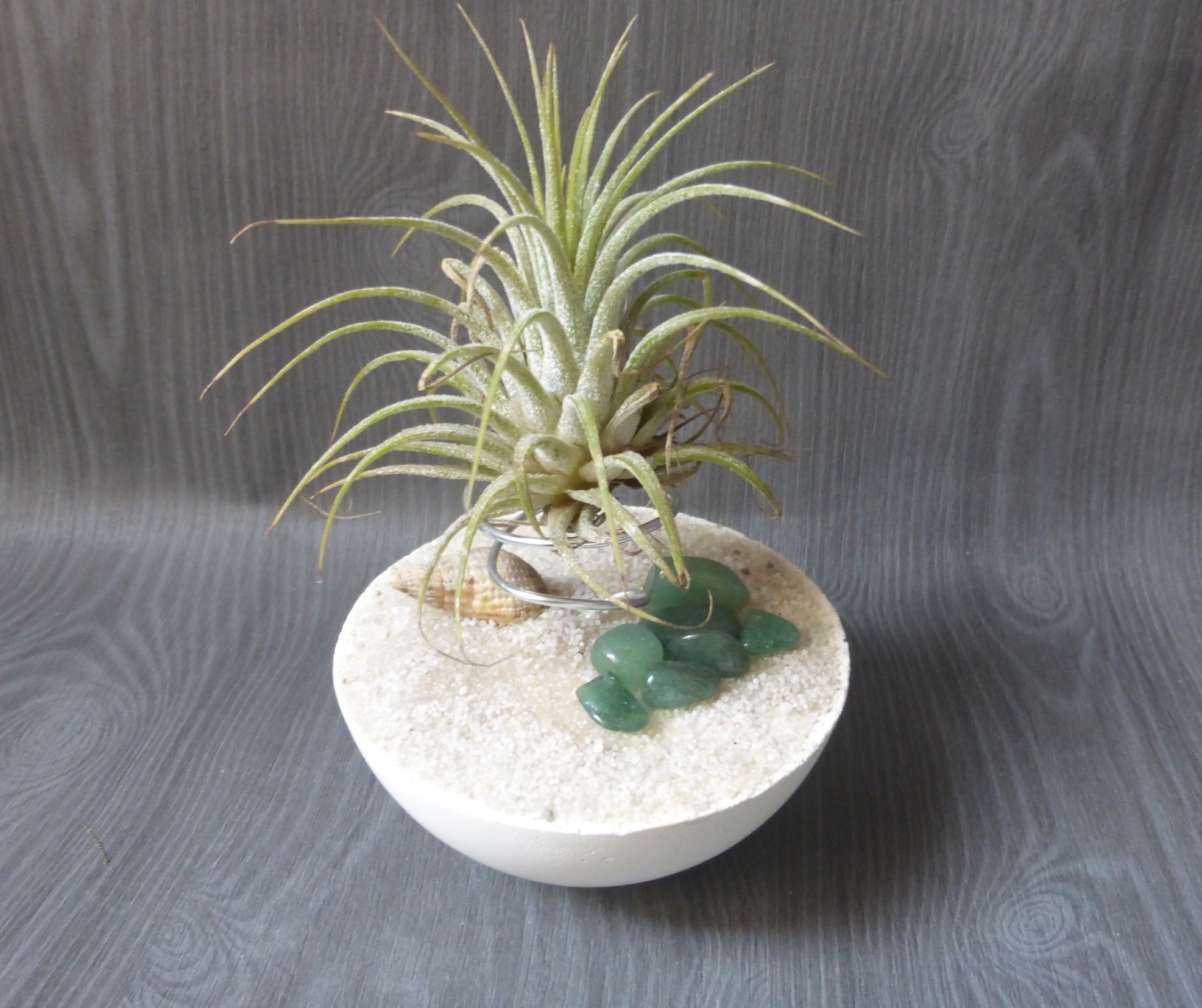 support tillandsia