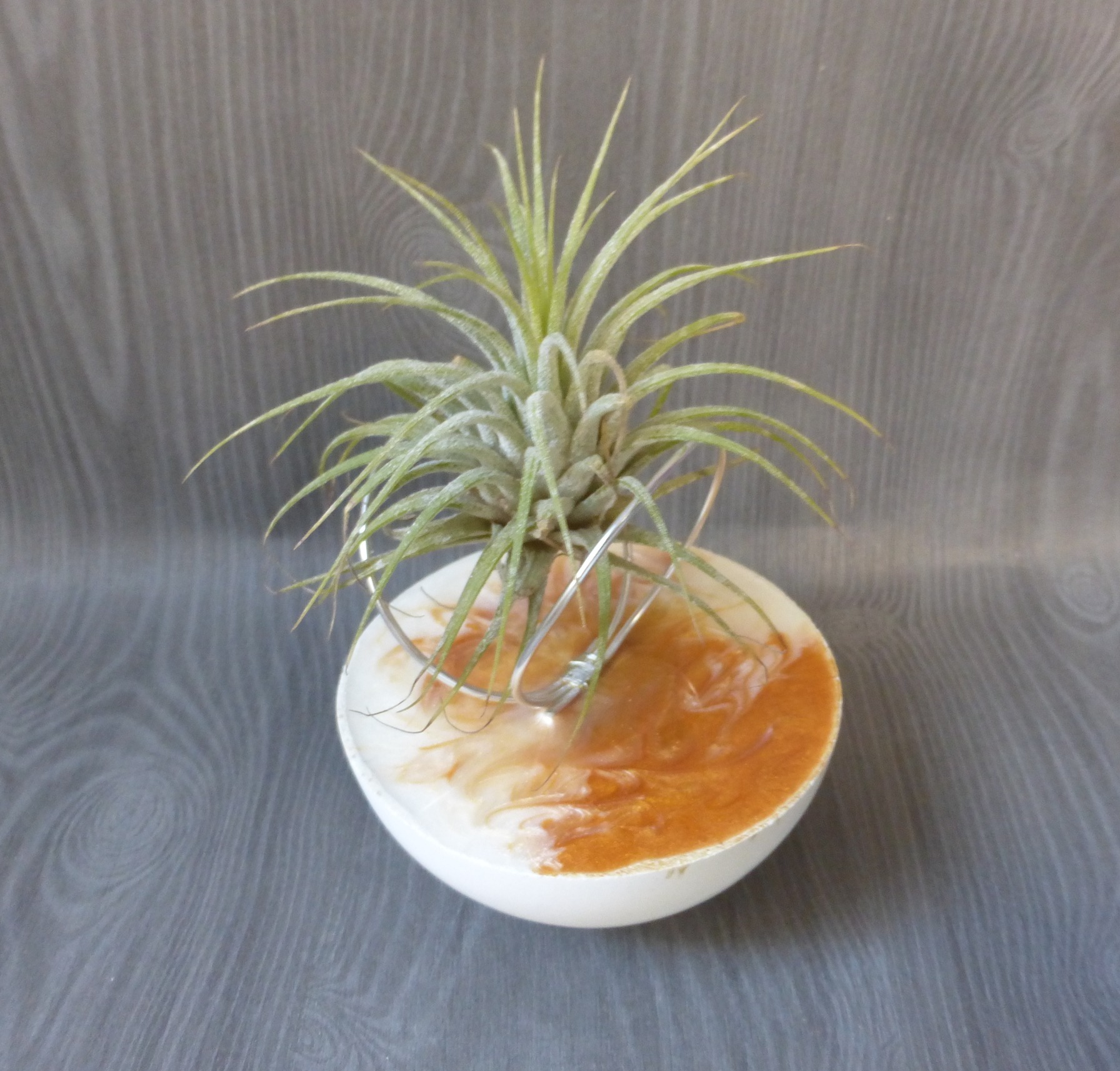 support tillandsia