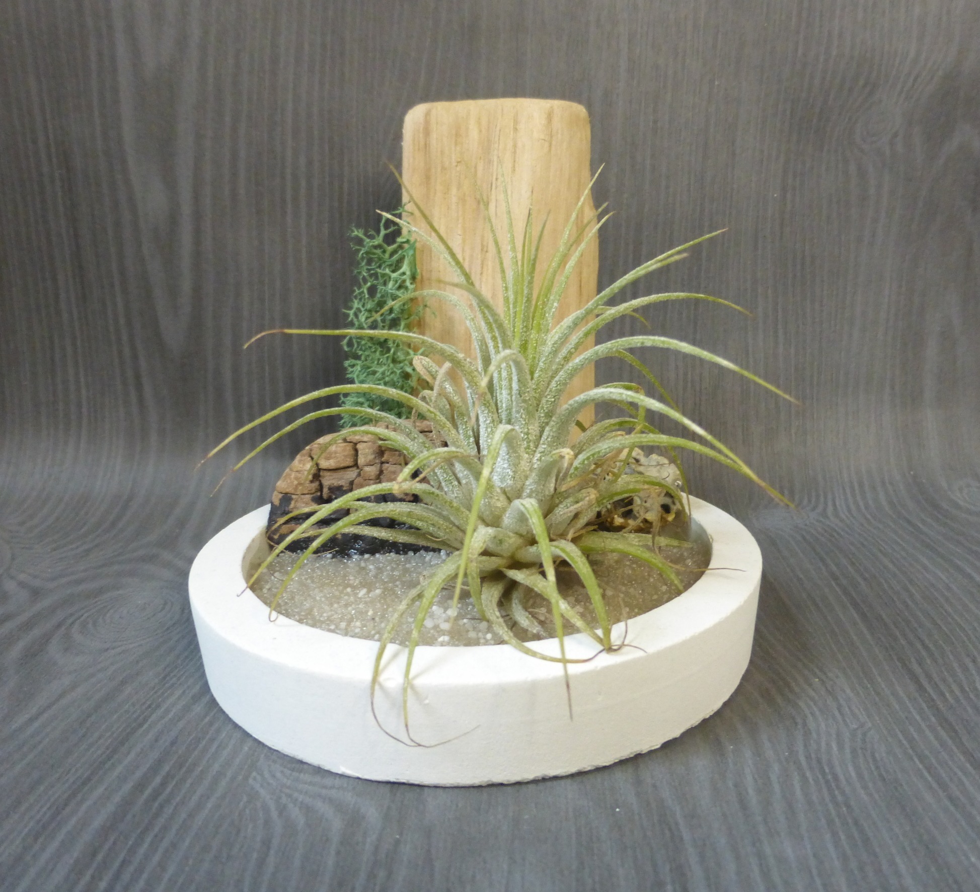 support tillandsia