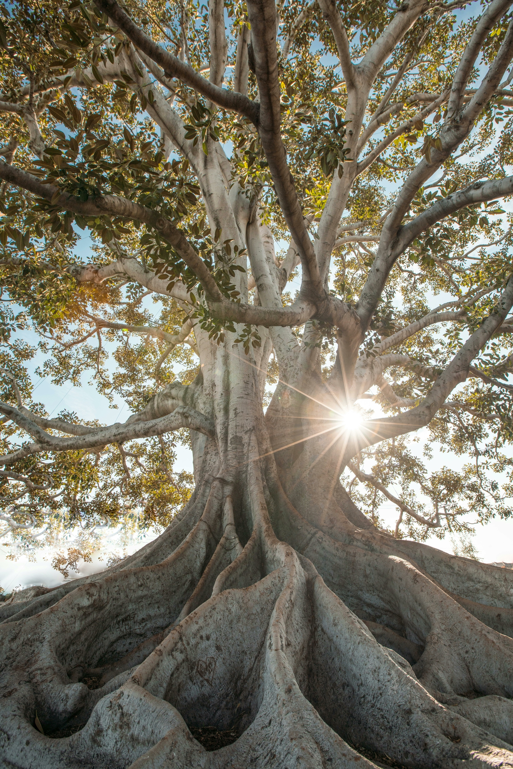 arbre de vie