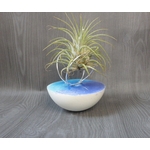 support tillandsia