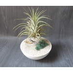 support tillandsia