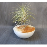 support tillandsia