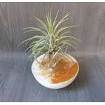 support tillandsia