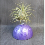 support tillandsia