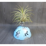 support tillandsia