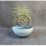support tillandsia