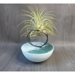 support pour tillandsia