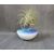 support tillandsia