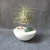 support pour tillandsia