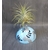 support pour tillandsia