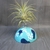 support tillandsia