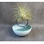 support pour tillandsia