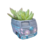 pot de fleurs succulentes (1)