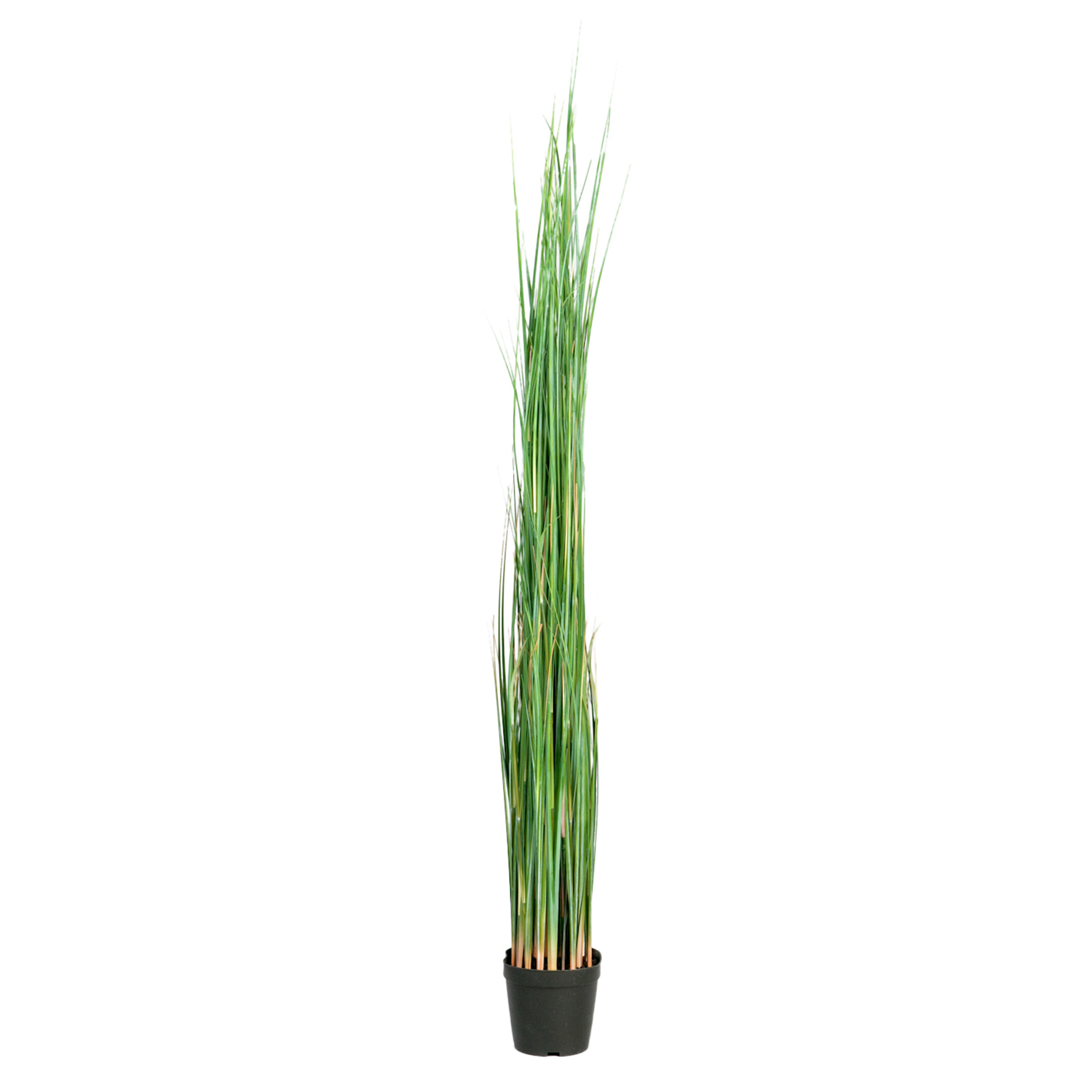 Gotessons_Grass_in_a_pot