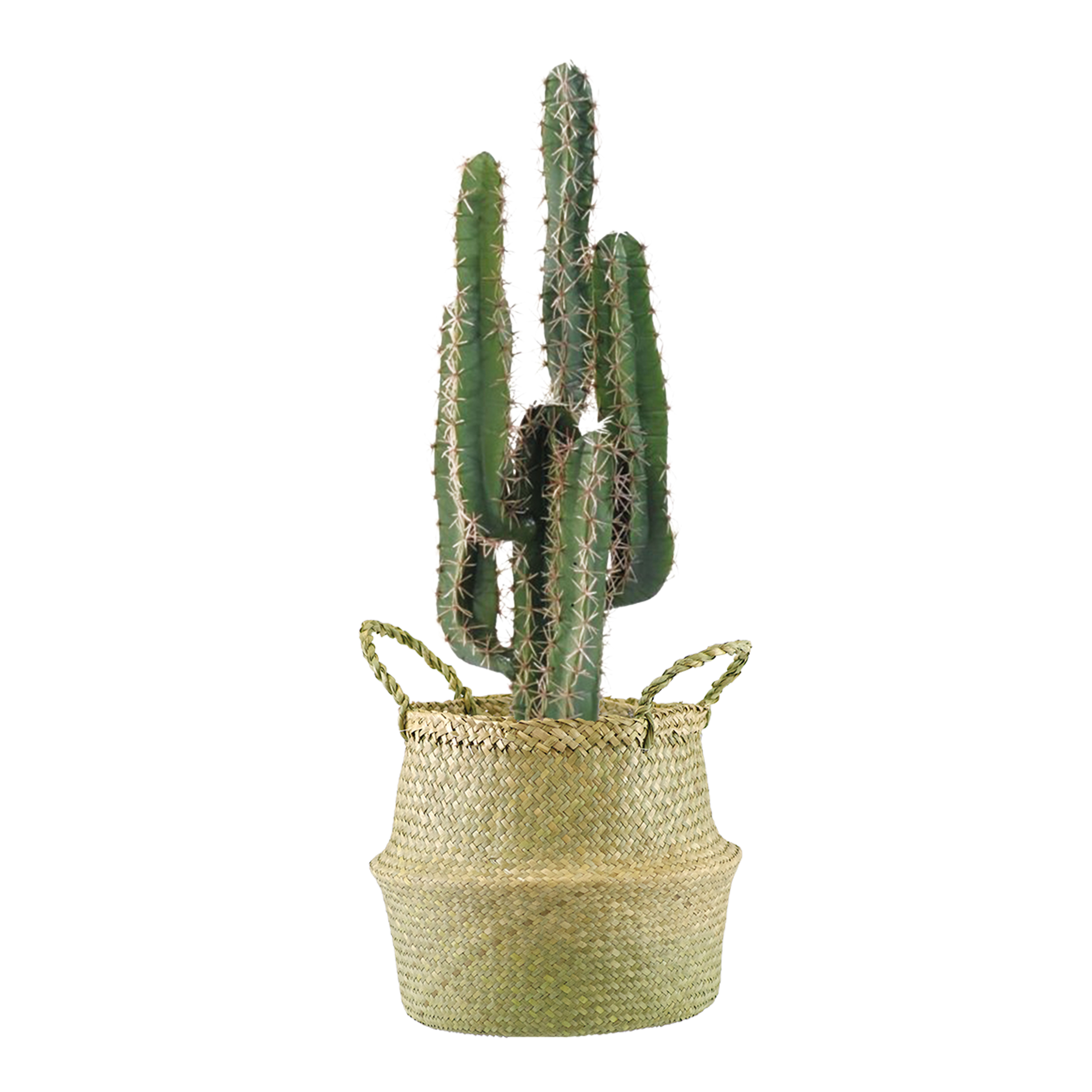 (SeaGrassØ27)-(Cactus)